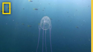 Surviving a Box Jellyfish Attack | Something Bit Me
