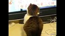 Испуганный взгляд кота