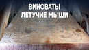 Надгробие правителя майя Пакаля Великого будут очищать от пятен