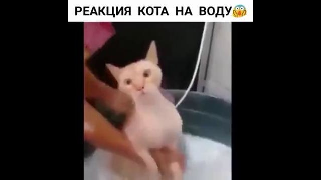 Реакция кота на воду