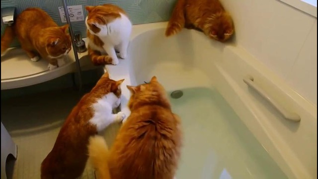 Банда рыжих в ванной