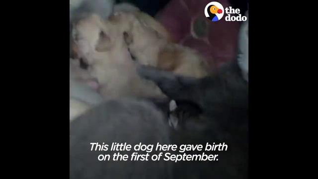 Dog And Cat Share Shelter To Keep Their Babies Warm Together