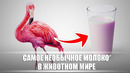 Самое необычное МОЛОКО в животном мире / DeeaFilm