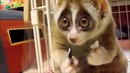 Ну вот это милота, смотри какой скромняга