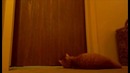 Гаджет для кота