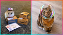 Funniest Animal Moments & Creative Pet Ideas That Will Make Your Day ▶ 3