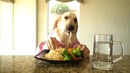 Chef Dog