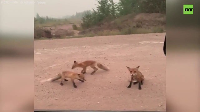 Животные бегут из горящего леса в Иркутской области