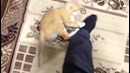 КОТ VS НОГА