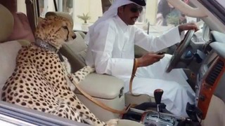 7 безумных вещей которых можно увидить только в Дубае