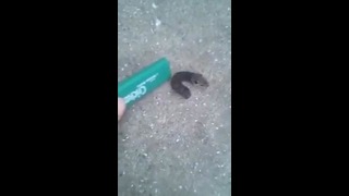 Необычную гусеницу с головой мышонка сняли на видео в Одессе