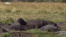 Nat Geo Wild: Дикая Ботсвана