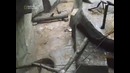 Ребенок упал в вольер с гориллами