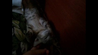Самая крепко спящая кошка в мире №1 (^ ^)