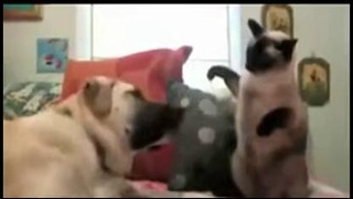 Кошки vs Собаки