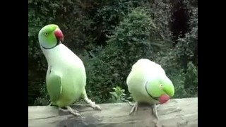 Интересный разговор попугаев