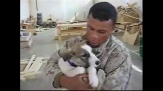 Собаки встречают солдат из армии. Искренние и неподдельные чувства