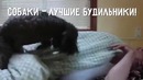 Собаки – вот лучшие будильники