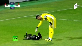 Пёс в игре: в Грузии собака выбежала на поле во время футбольного матча