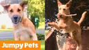 Excited Jumping Pet Bloopers | Funny Pet Videos