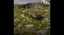 Спасенная лисичка готова со всеми подружиться