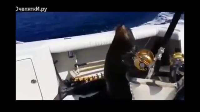 Морской лев приплыл в гости на катер