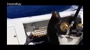 Морской лев приплыл в гости на катер