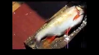 Чистим рыбу от чешуи за несколько секунд без ножа