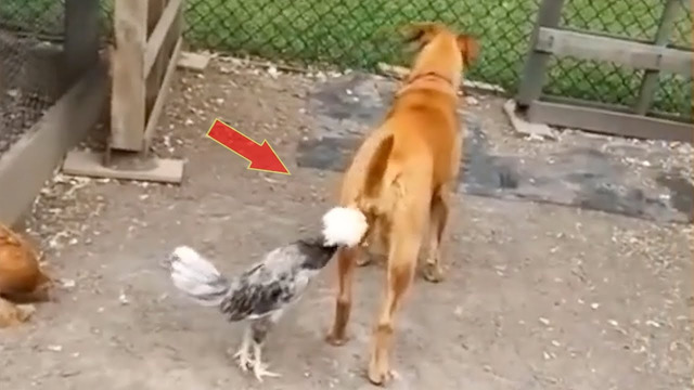 Hey… Stop it chicken! || Funny Animal Videos 2023