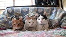 Кот-пофигист