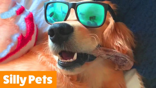 Silly Cute Dogs | Funny Pet Videos