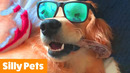 Silly Cute Dogs | Funny Pet Videos