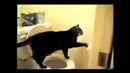 Смешные моменты из жизни животных