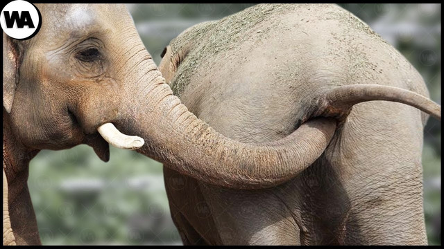 Все Слоны Делают Это, Потому что Эволюция – Отстой
