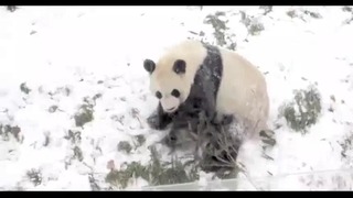 Панда радуется снегу