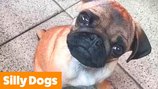 Hilarious Cute Dogs | Funny Pet Videos