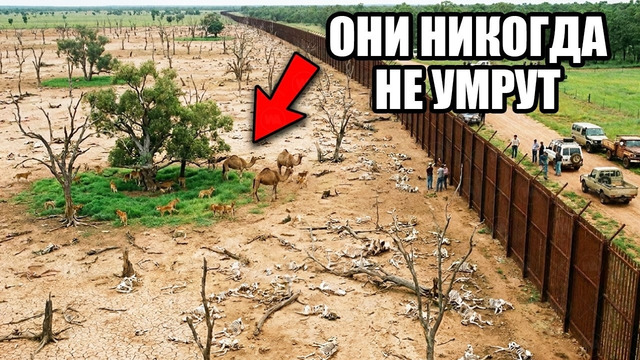 Австралия 50 Лет Не Давала Расти Траве и Жить Животным За Забором Размером с Англию