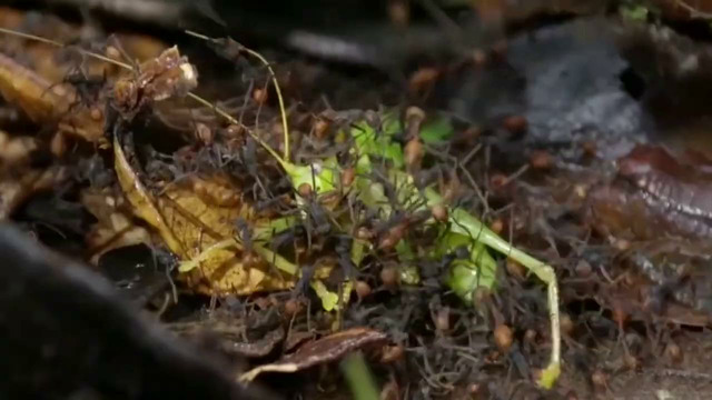 Самые необычные колонии муравьев на планете