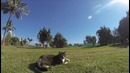 Кошачий паркур