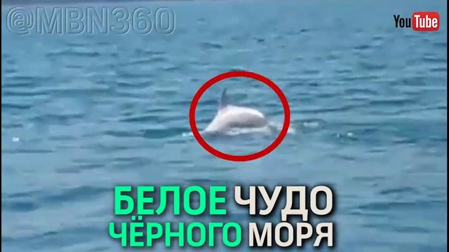 В чёрном море появился белый дельфин