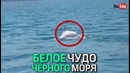 В чёрном море появился белый дельфин