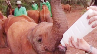Feeding Baby Orphaned Elephants | Nature’s Miracle Babies | BBC Earth
