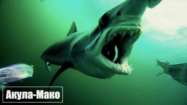От этой информации стало страшно. кровожадные акулы атакуют людей