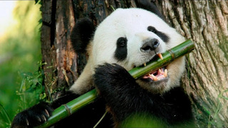 Большая Китайская Панда – настоящий ценитель бамбука и просто хороший парень