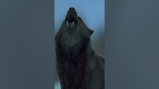 Самый главный миф про волков