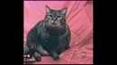 Валерьянка для кота