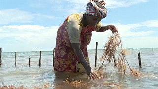 Кенийские женщины содержат семьи, выращивая морские водоросли