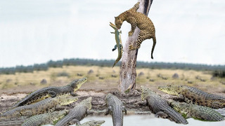 Свирепый Крокодил Безумно Сражается С Леопардом, Что Бы Спасти