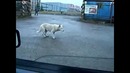 Собака танцует