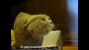 Кот умеет разговаривать
